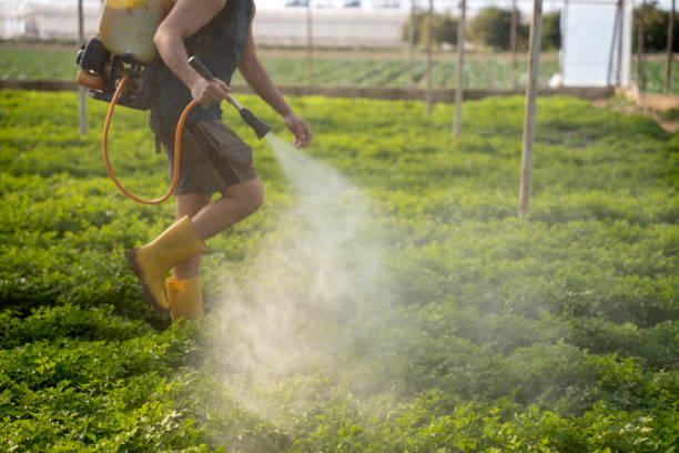 Wasp Removal Services in Beltsville, MD