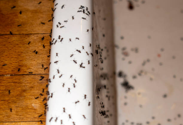 Best Flea Control Services  in Beltsville, MD