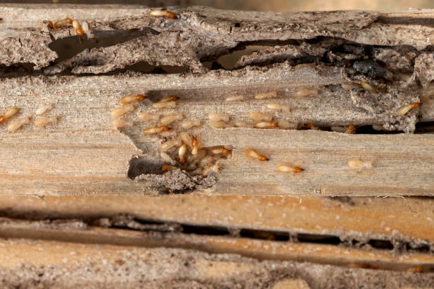 Bird Control in Beltsville, MD