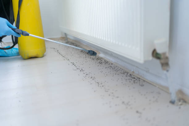 Best Termite Control Services  in Beltsville, MD